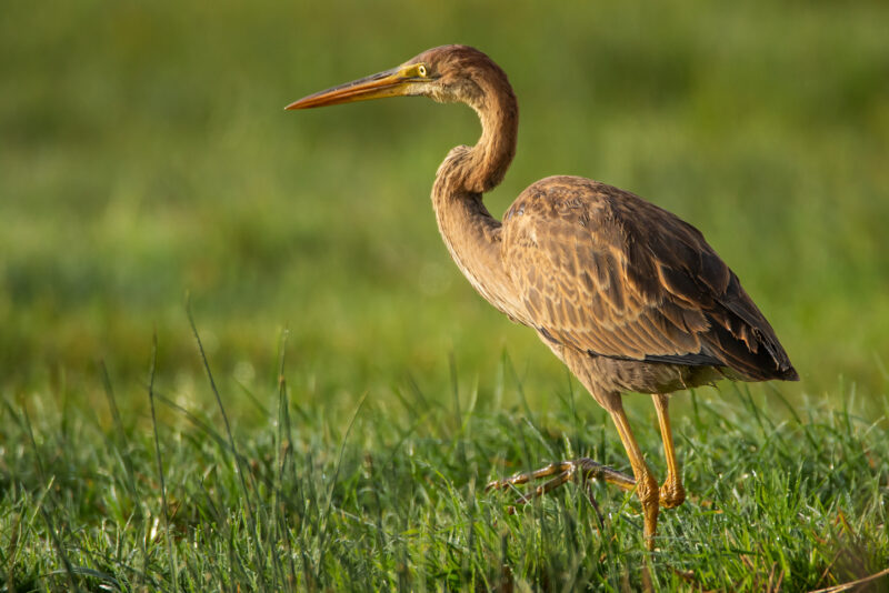 Jeune Héron pourpré en Loire-Atlantique
